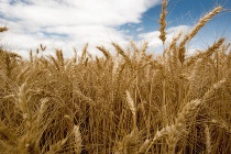 Quality medical terminology: separating the wheat from the chaff