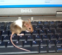 computer mouse